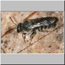 Stelis breviuscula - Duesterbiene m02 6mm.jpg